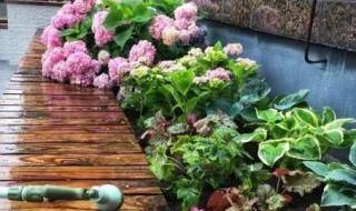 我们在花园做了 我们在花园做了