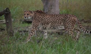 上海野生动物园门票