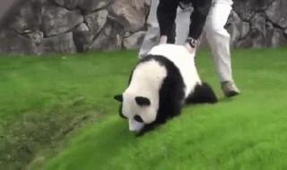 外国有大熊猫吗 外国有大熊猫吗