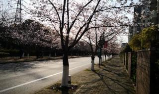 樱花街女神 樱花街女神