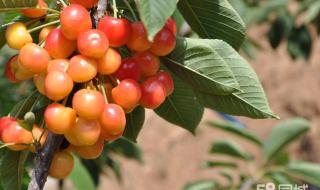 十三陵康陵园采摘园 十三陵康陵园采摘园