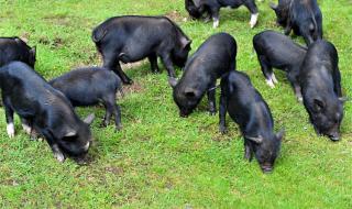 小香猪多少钱一只