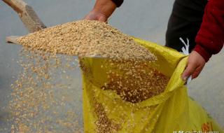 今天小麦多少钱一斤 今天小麦多少钱一斤