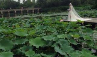 植物园门票多少钱 植物园门票多少钱