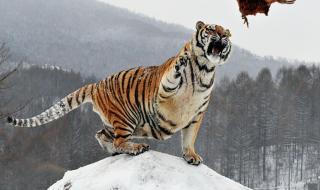 西伯利亚虎 西伯利亚虎