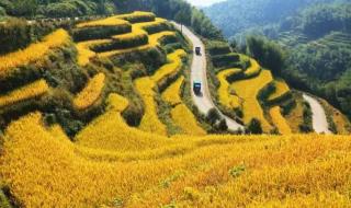 紫鹃界梯田 紫鹃界梯田