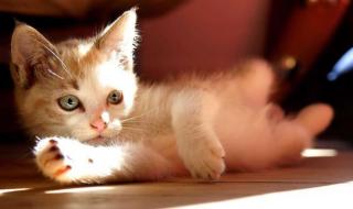 打完疫苗可以洗澡么 打完疫苗可以洗澡么