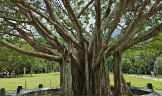 仙湖植物园花展预约是否免门票 深圳仙湖植物园门票