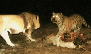 专吃东北虎的巨虎 专吃东北虎的巨虎