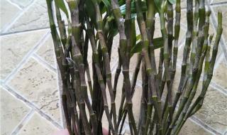 金钗石斛多少钱一斤 金钗石斛多少钱一斤