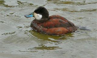 一只母鸭误入公鸭群