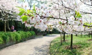 重庆南山植物园 重庆南山植物园